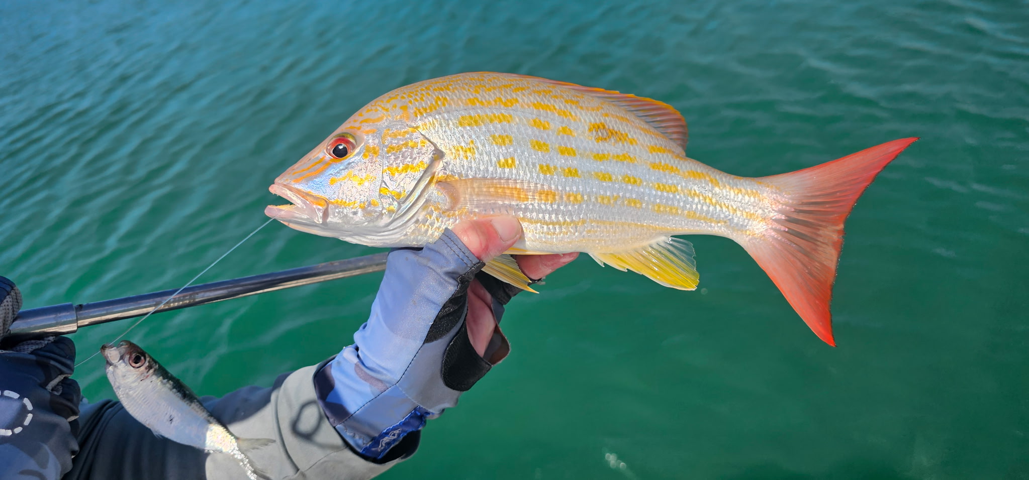 Key West Fishing Charters – Latest Report by Capt. Ryan Carter